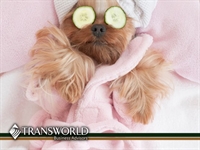 pet grooming county dublin - 1